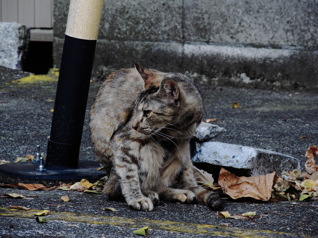 猫撮り散歩658