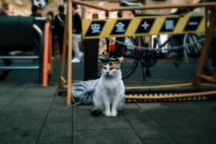猫撮り散歩1800