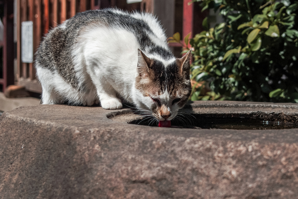 猫撮り散歩2096