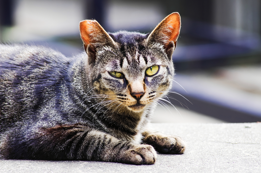 猫撮り散歩647