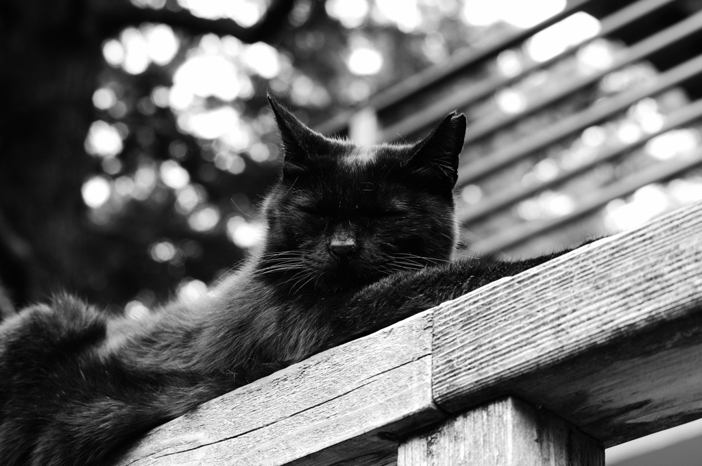 猫撮り散歩SZS-08 "Garden cats of One day"