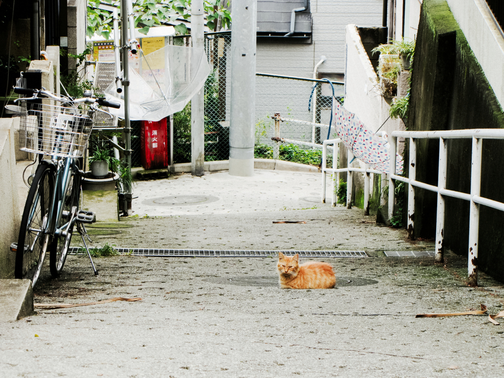 猫撮り散歩2252