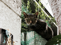 猫撮り散歩1251