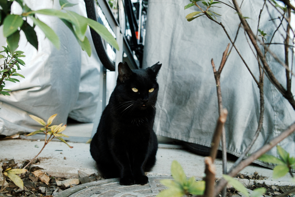 猫撮り散歩1295
