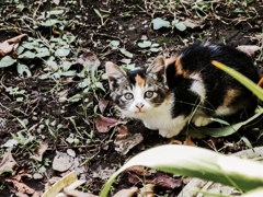 猫撮り散歩1792