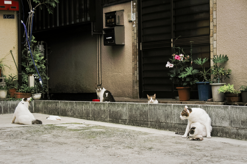 猫撮り散歩2314