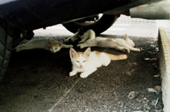 猫撮り散歩735