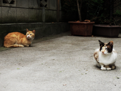 猫撮り散歩646