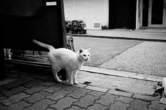 猫撮り散歩1088