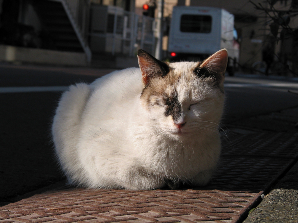 猫撮り散歩01