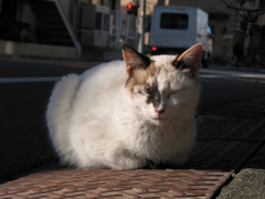 猫撮り散歩01