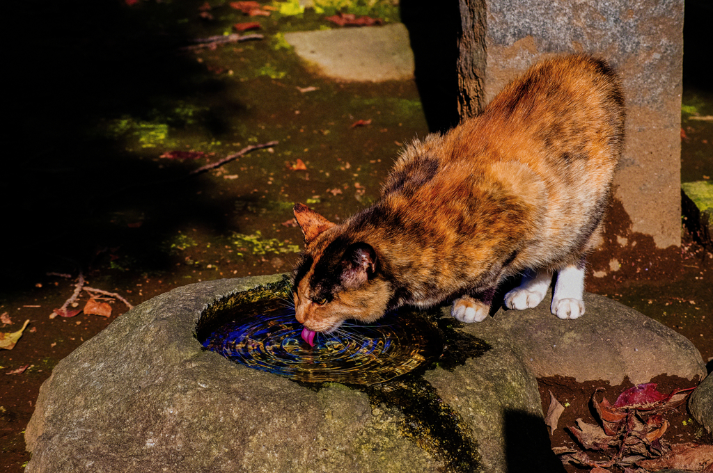 猫撮り散歩410