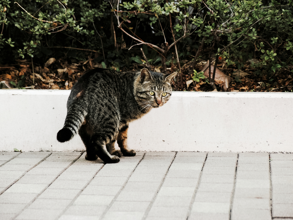 猫撮り散歩1368