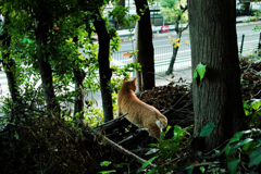 猫撮り散歩1960