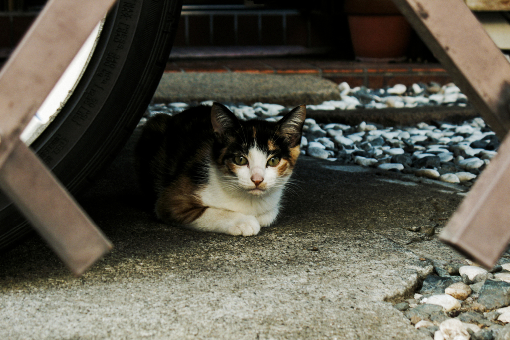 猫撮り散歩1863