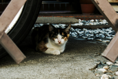 猫撮り散歩1863