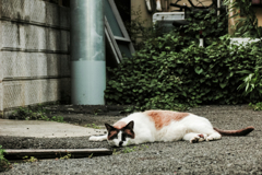 猫撮り散歩1949