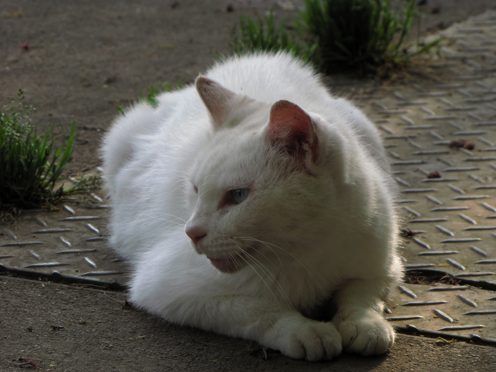 猫撮り散歩23