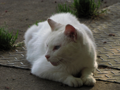 猫撮り散歩23