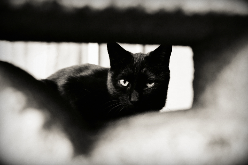 猫撮り散歩1727