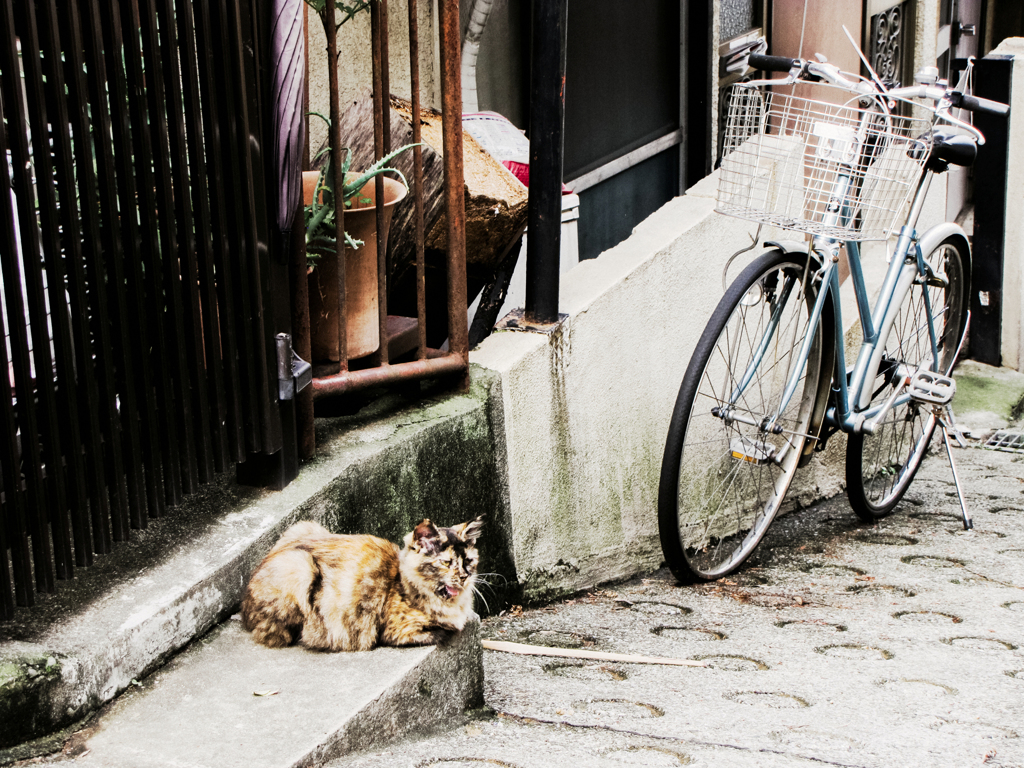 猫撮り散歩1815