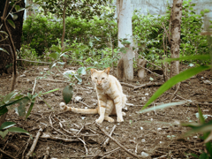 猫撮り散歩175