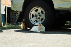 猫撮り散歩840