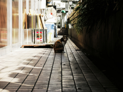 猫撮り散歩1654
