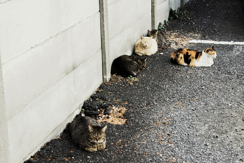猫撮り散歩1628