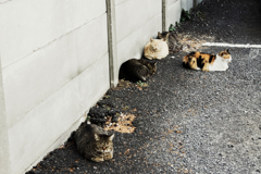 猫撮り散歩1628