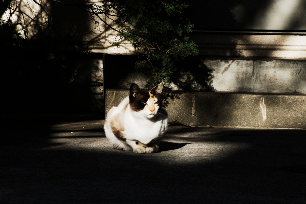猫撮り散歩1199