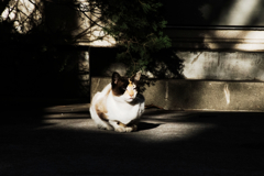猫撮り散歩1199