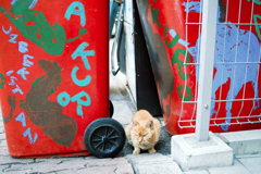 猫撮り散歩1641