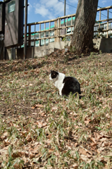 猫撮り散歩105