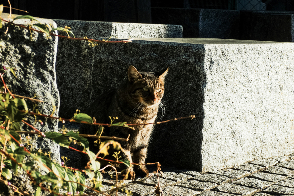 猫撮り散歩1889