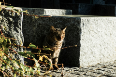 猫撮り散歩1889