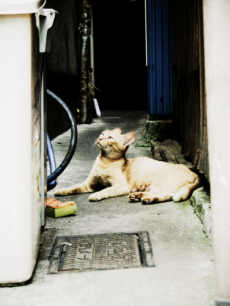 猫撮り散歩945