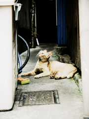 猫撮り散歩945