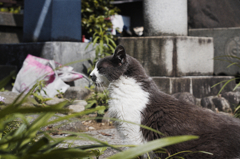 猫撮り散歩355