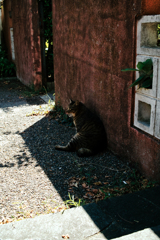 猫撮り散歩1771