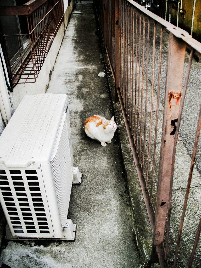 猫撮り散歩1890