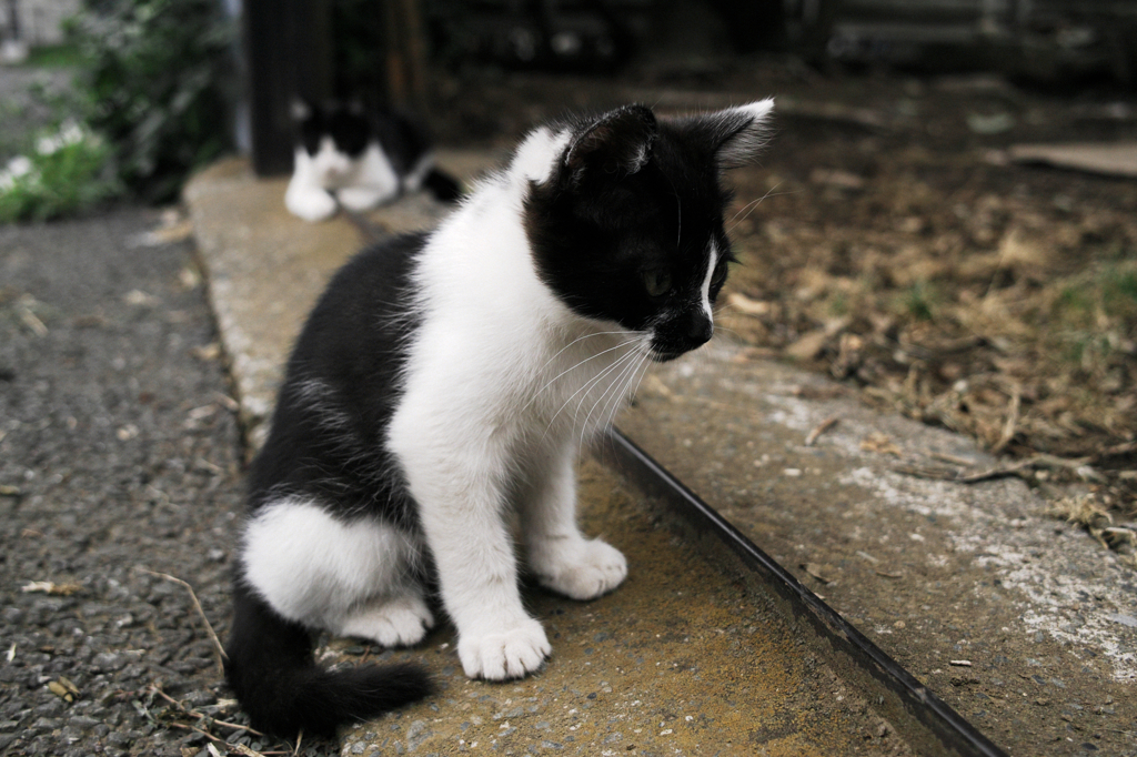 猫撮り散歩642