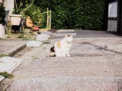 猫撮り散歩767