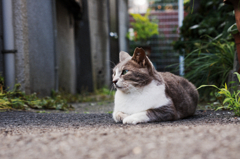 猫撮り散歩558