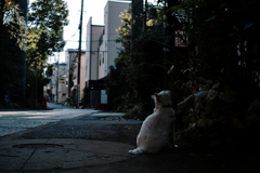 猫撮り散歩1703