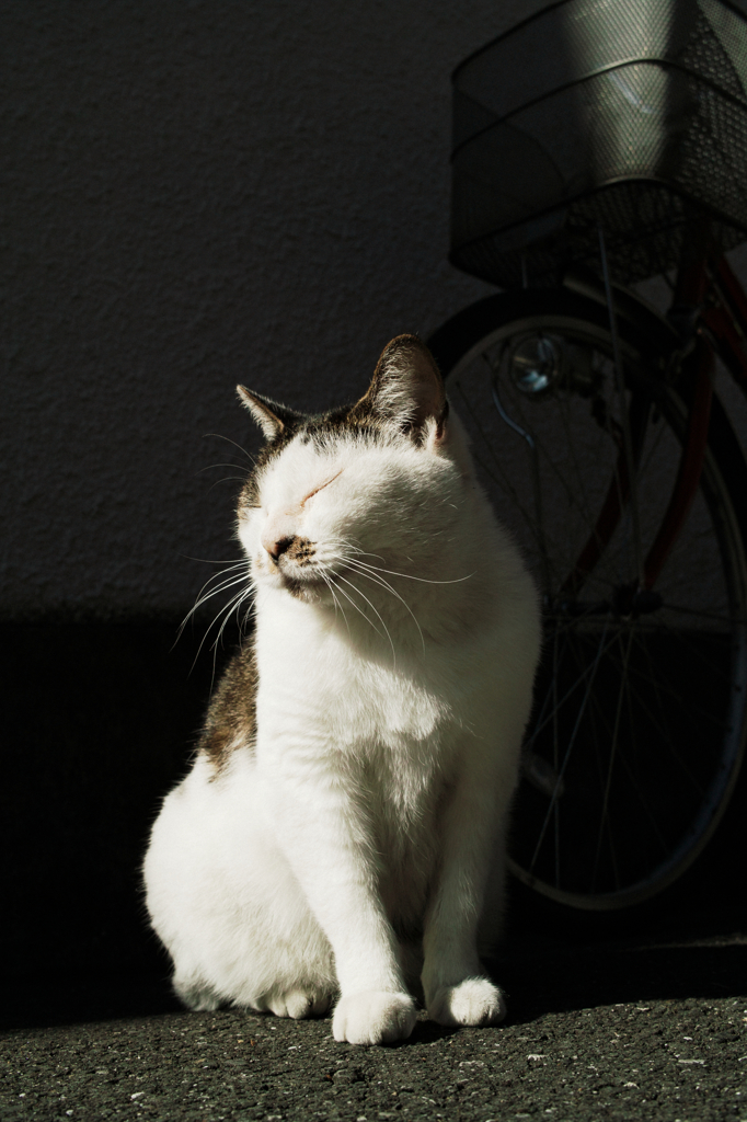 猫撮り散歩1044