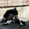 猫撮り散歩2392