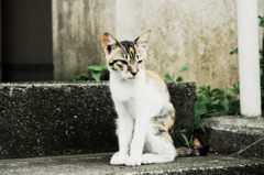 猫撮り散歩1390
