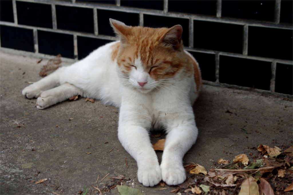 猫撮り散歩30