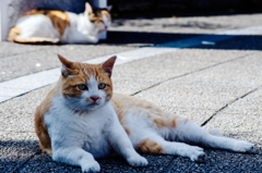 猫撮り散歩396